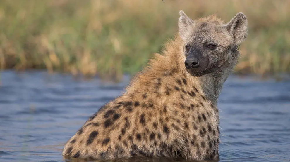 Botswana har et rigt dyreliv, blandt andet den sjældne brune hyæne.