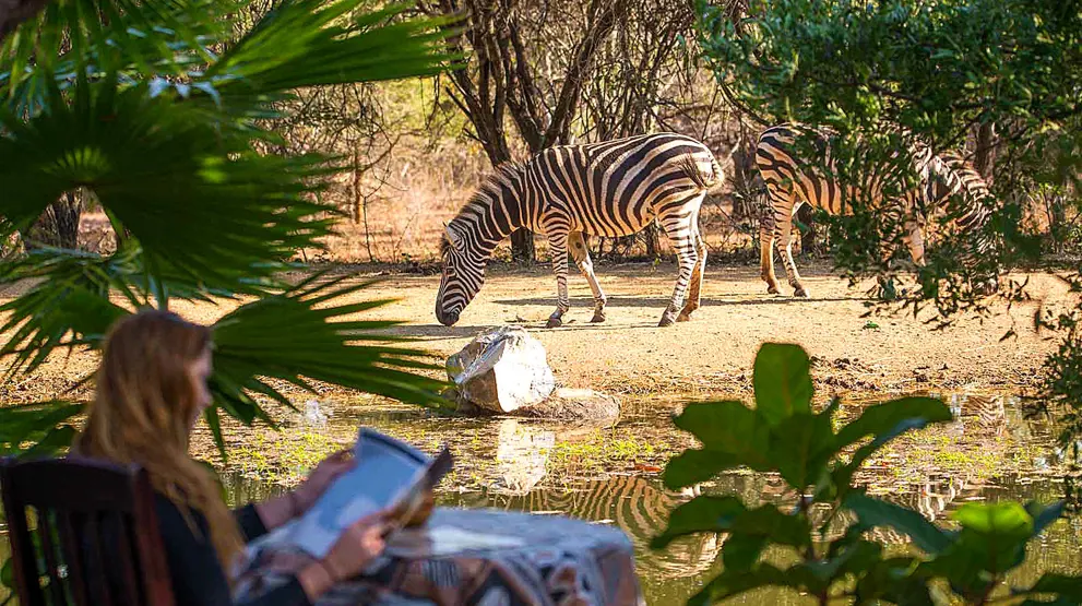 På din rejse til Sydafrika kan du komme helt tæt på dyrene fra din safari lodge.