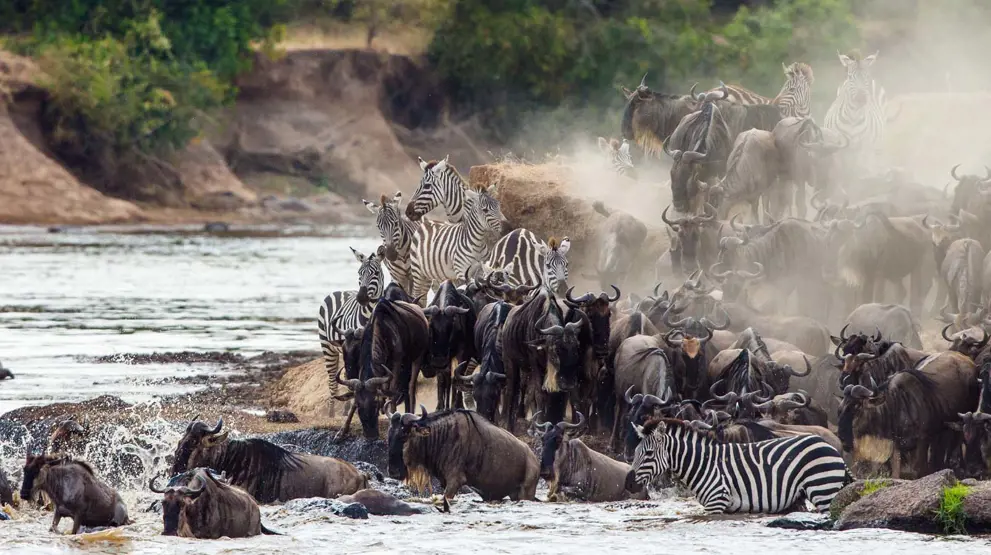Se den store vildtvandring på din Afrika-rejse, når dyrene krydser Mara-floden.