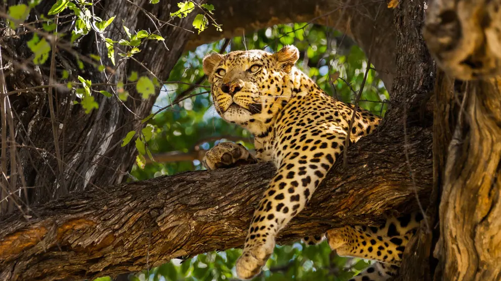 Botswana er tilflugtssted for flere udrydningstruede dyrearter som den afrikanske gepard.