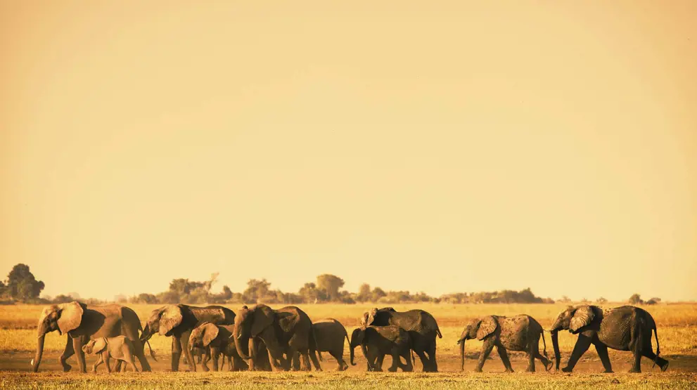 I Chobe National Park finder du Afrikas største bestand af elefanter. 