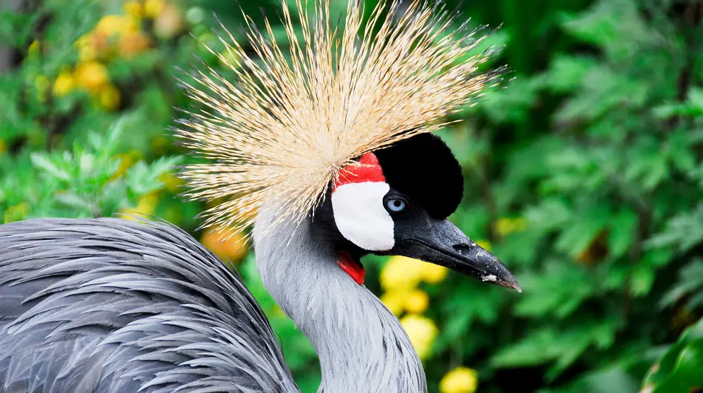 Se Ugandas majestætiske nationalfugl, Krontranen.
