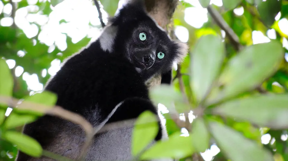 Indri-lemuren i Andasibe Special Reserve.