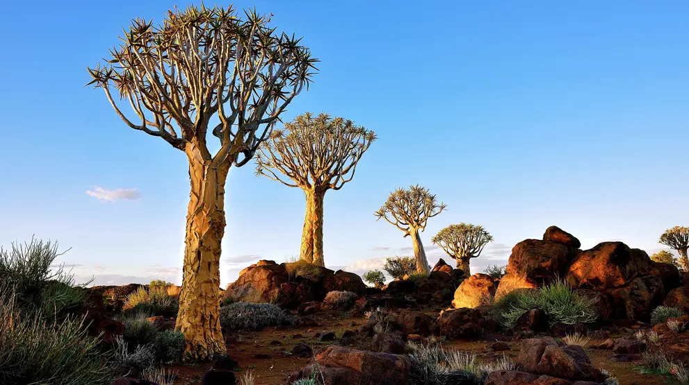 Quiver Tree Forest i Namibia med de karakteristiske træer.