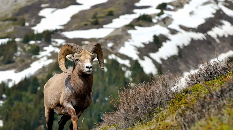 Se de mange vilde dyr på din rejse til Rocky Mountains.