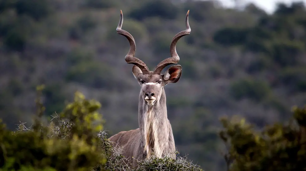 Se den store kudu på safari i Sydafrika.