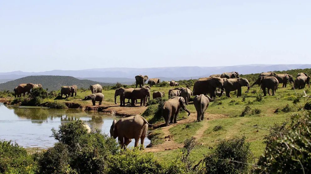 De vidunderlige elefanter i Addo Elephant National Park.