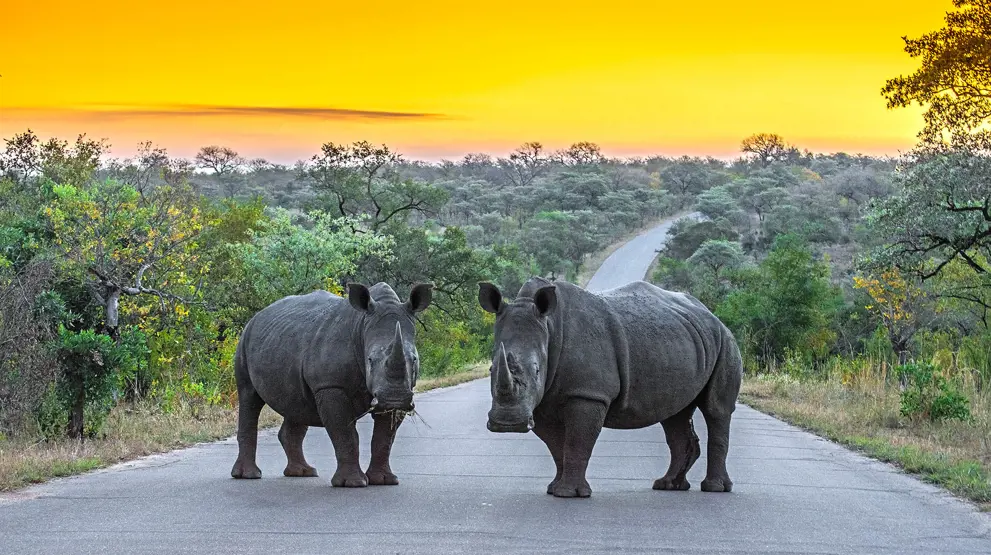 Flotte næsehorn i den Sydafrikanske solnedgang.