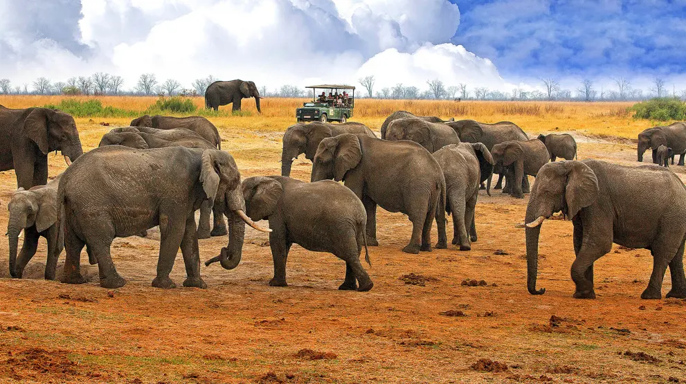 Se de store flokke af elefanter i Hwange National Park.