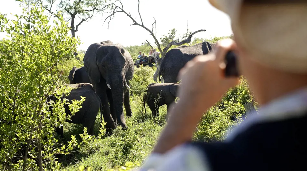 Kom helt tæt på dyrene i Sydafrikas safariparker.
