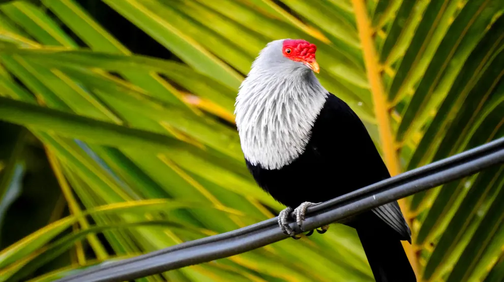 Rejser til Seychellerne byder på endemiske fuglearter som Seychellerne-blåduen.