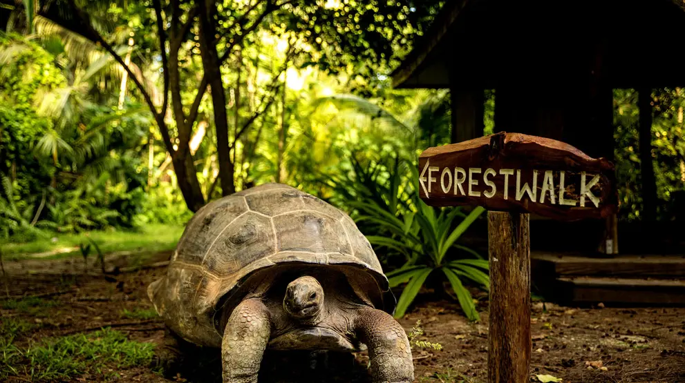 Oplev de kæmpe landskildpadder på flere af øerne på din Seychellerne-rejse.