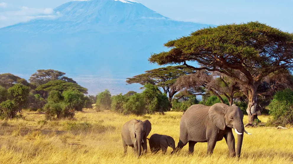 Majestætiske elefanter foran Afrikas højeste bjerg, Kilimanjaro.