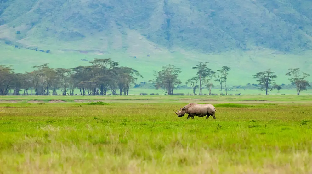 En af "The Big Five" næsehornet i Ngorongoro-krateret.