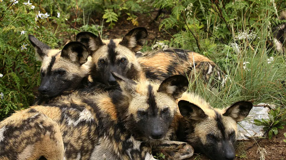 Rejser til Tanzania byder på et rigt dyreliv; bl.a. de afrikanske vilde hunde.