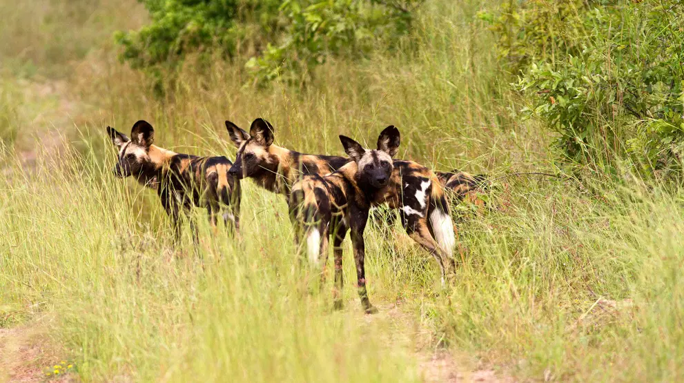 Spot de afrikanske vilde hunde på safari i Tanzania.