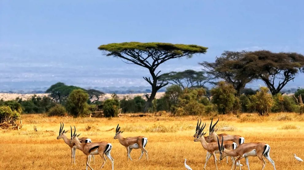 Kom på fantastisk safari på den afrikanske savanne og se gazellerne græsse.