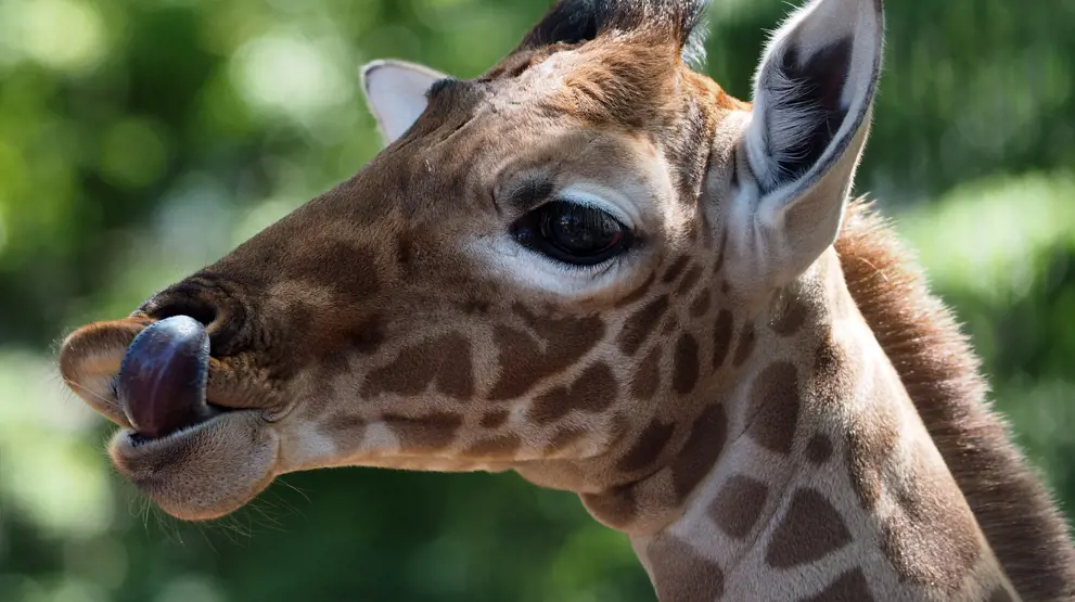 Kom helt tæt på Rothschild-giraffer i Giraffe Centre i Nairobi. 