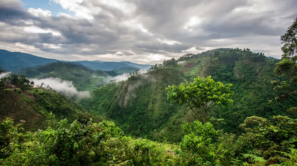 Frodige skove og høje bjerge i Ugandas naturskønne landskab.