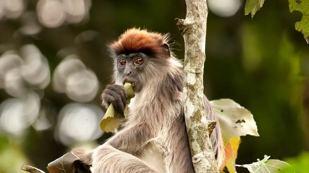 Colobus-aben kan du se flere steder på safari i Uganda.