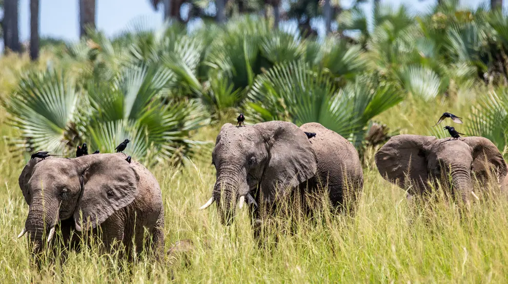 Spot de flotte elefanter på safari i Uganda.