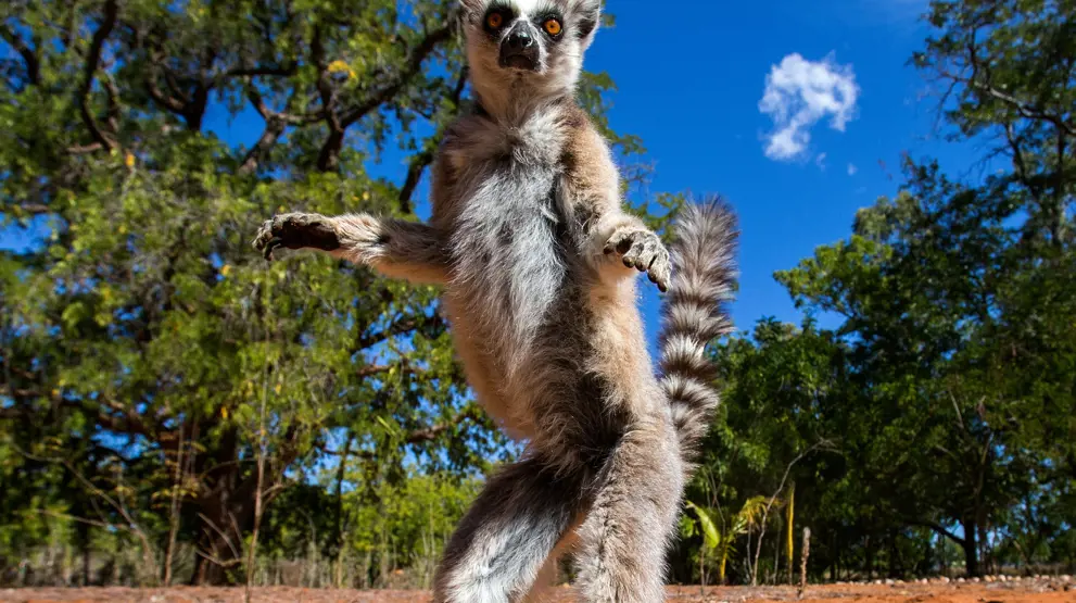 Se de ringhalede lemurer på rejser til Madagaskar.