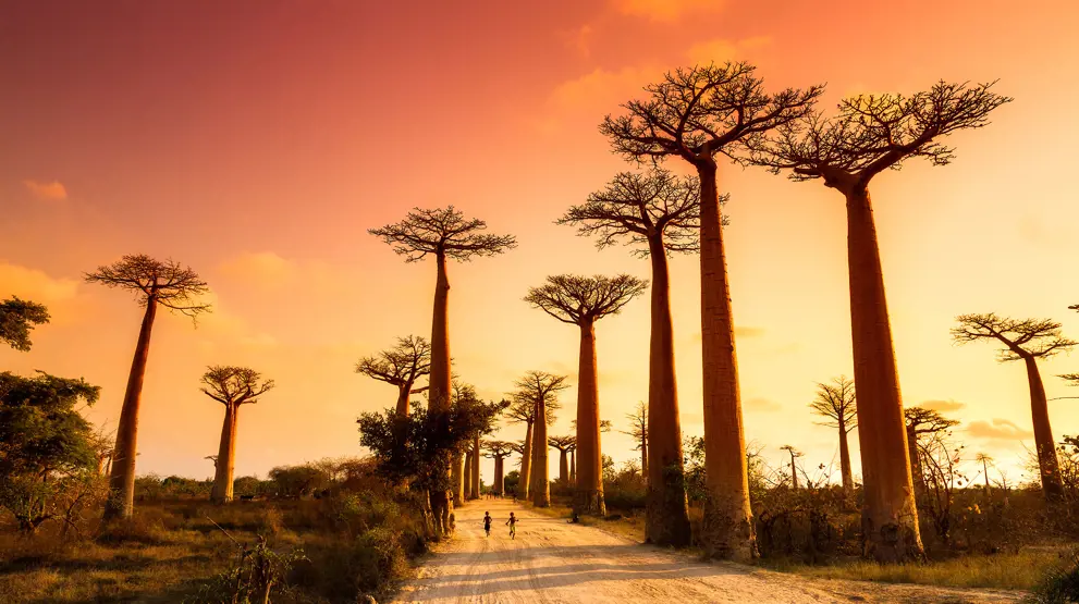 Se de storslåede baobabtræer i solnedgangen på din rejse til Madagaskar.