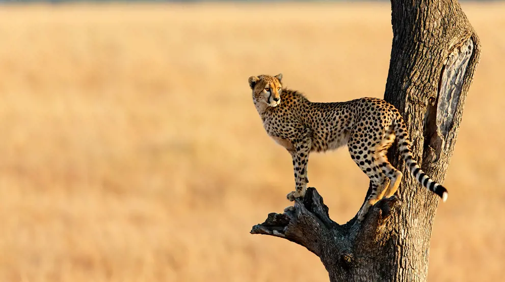Se leoparden; en del af "The Big Five" på din safari i Afrika.