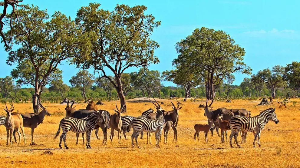 Se vilde dyr i Hwange National Park, som zebraer og elsdyrantilopen.