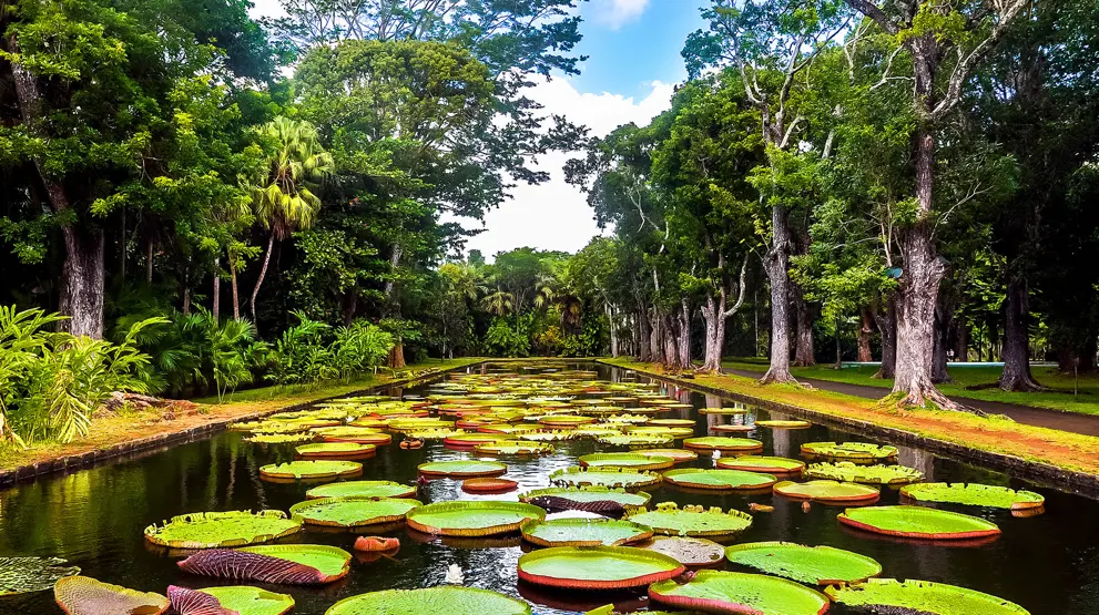 Den botaniske have med kæmpeåkander i det nordlige Mauritius.
