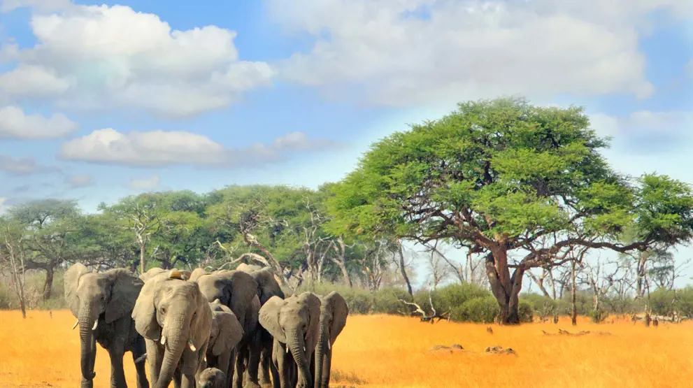 Se elefanter i Hwange National Park på din rejse til Zimbabwe.