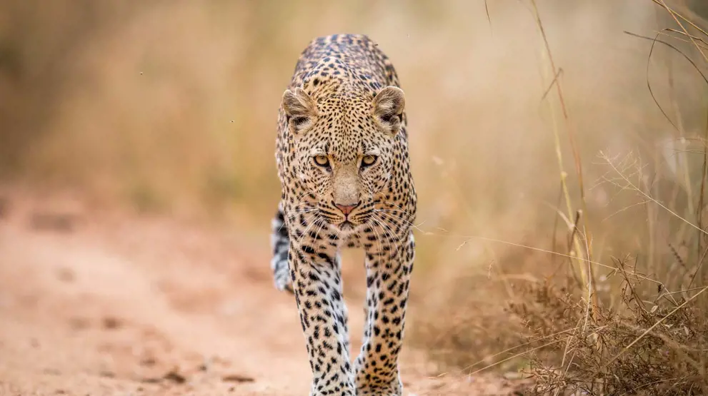 Se den afrikanske leopard på safari i Sydafrika - en del af "The Big Five".