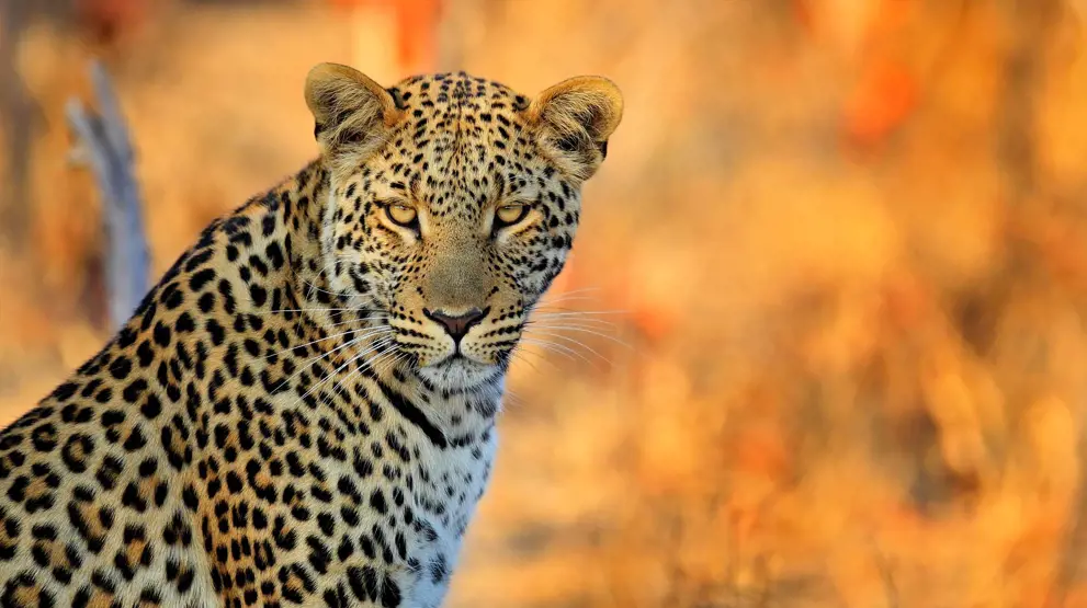 Se leoparden på din Zimbabwe-safari. 