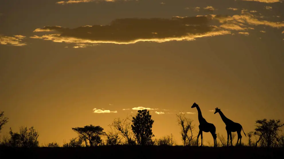 På safari i Sydafrika kan du se giraffer i den flotte solnedgang over savannen.