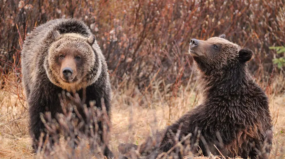 Rejser til Jasper byder på vildt dyreliv, se f.eks. grizzlybjørne.