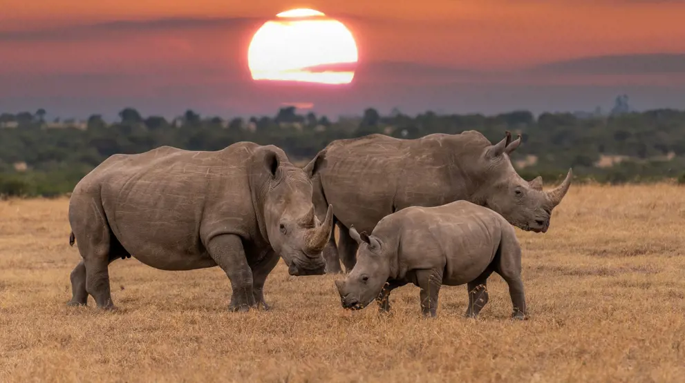 Se utrolige næsehorn i solnedgangen over det afrikanske landskab.