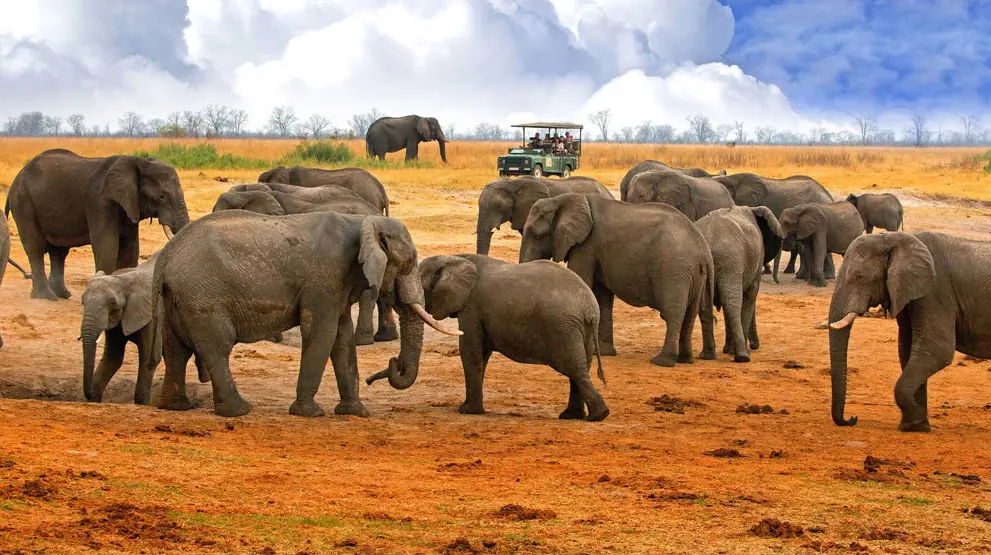 Se store elefantflokke på din safari, blandt andet i Zimbabwe.