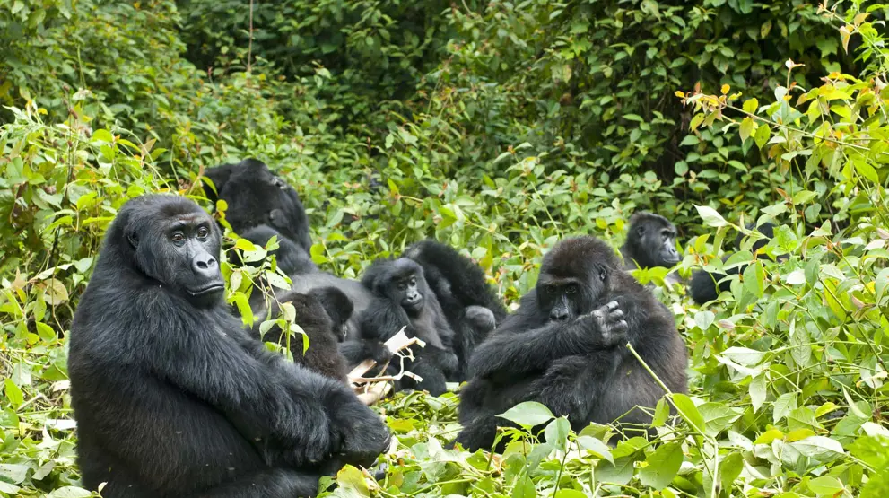 Gorilla-trekking er højdepunktet for safari i Uganda.