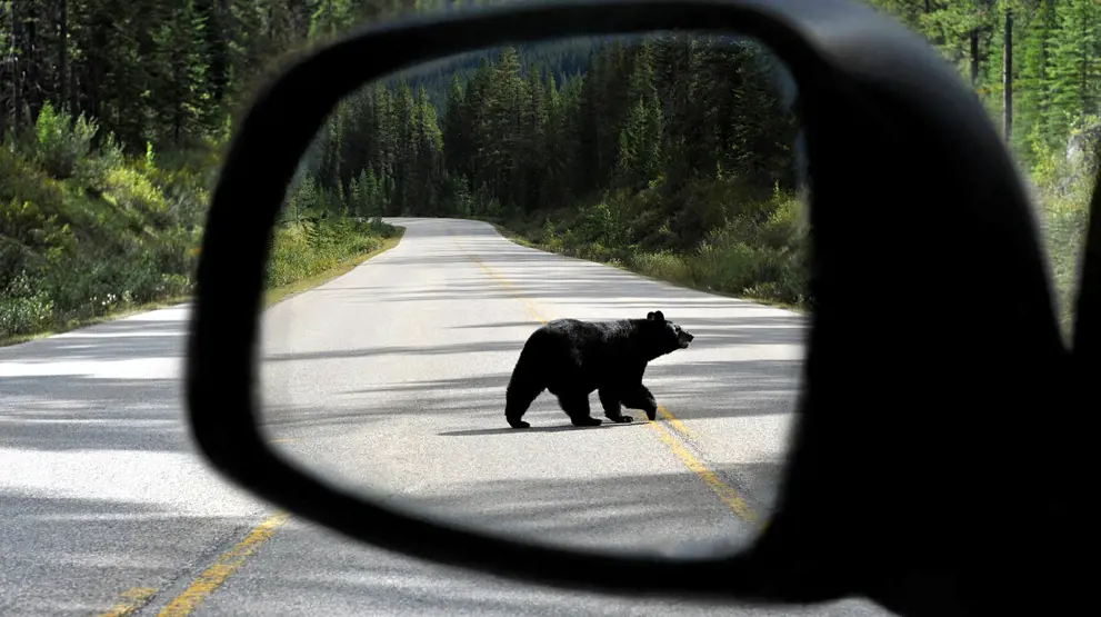 Grizzlybjørnen er et af mange dyr, du kan møde på kør selv ferie i Canada.