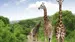 South-Africa-kruger-national-park-giraffes