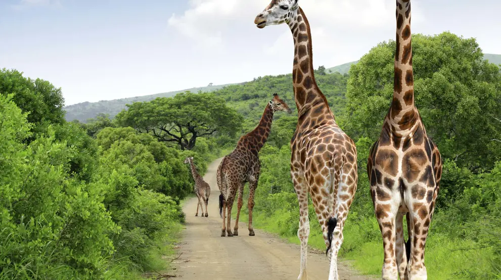 Tag på safari i Kruger-parken på din rejse til Sydafrika.