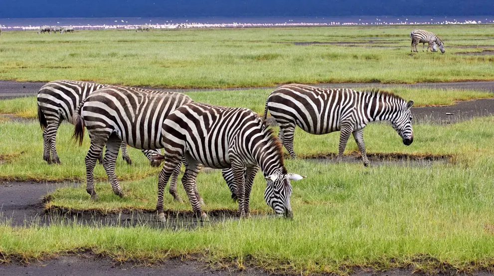 Zebraer i Kenyas naturskønne landskab.